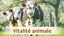 Vitalité animale