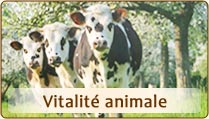 Vitalité animale